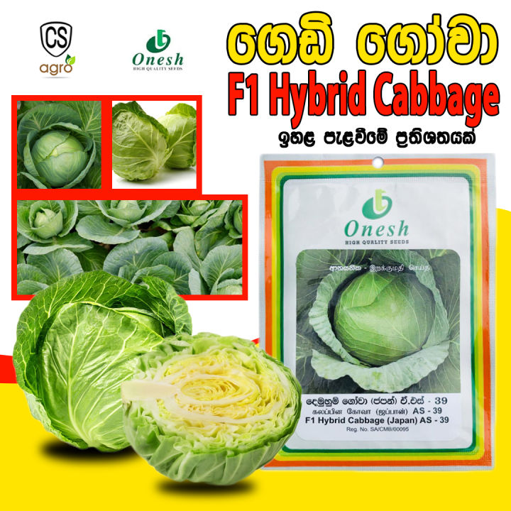 Cabbage F1 Hybrid Japan AS-39 Seeds 99% 1g Gedi Gowa Gardening Agriculture Onesh