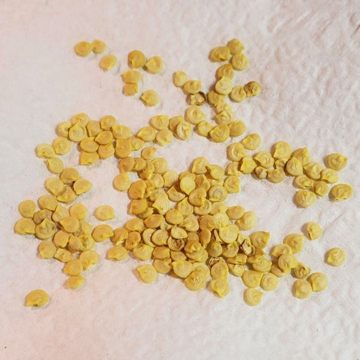 Hybrid%20Pepper%20Polaris%20Seeds%20%202.6g%20-%20Image%204