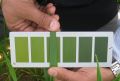 Six Colour shades Nitrogen Parameter Leaf Color Chart. 
