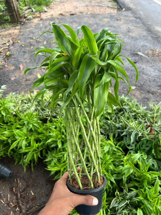 Sandriana%20Plants%20-%20Image%206