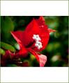 Bougainvillea  6 color plants with flowers. 