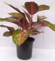 Natural Home Decoration Plants for Indoor and Outdoor No.5. 
