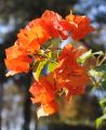 Bougainvillea  6 color plants with flowers. 