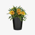 Gazania Flower Plants,Treasure Flower. 