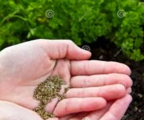 Pasley%20Seeds%20For%20Home%20Garden%20-%20Image%205