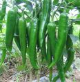 Amu Miris/Green Chilli Seeds Home Garden. 