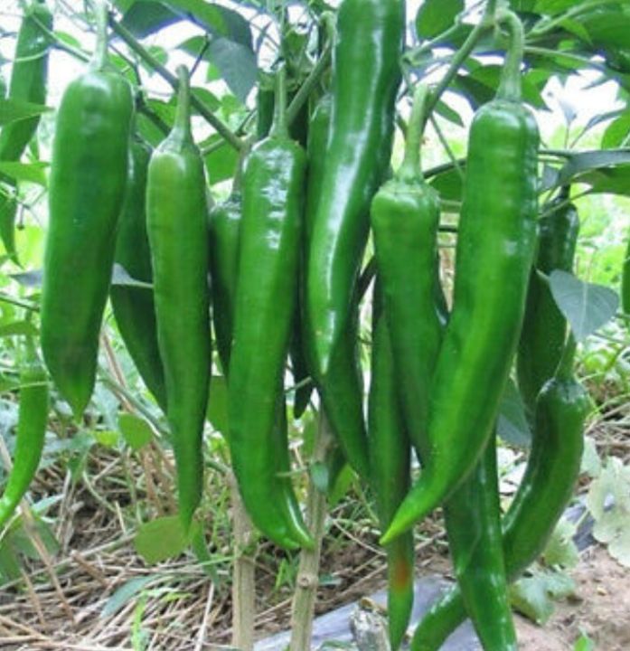 Amu Miris/Green Chilli Seeds Home Garden