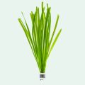 Vallisneria Spiralis - Live Aqua Plant. 