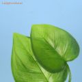 [LargeLookout] 1Pc Artificial Aquarium s Decoration Betta Fish Rest Spawning Ornamental Plant Fish Play Relax Hide Leaf Hammock. 