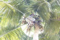 Coconut tree climbing tool (Tree rider). 