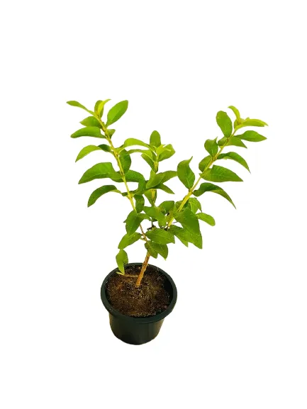 Chinese%20Guava%20Plant/%20Dwarf%20Guava%20Plant%20-%20Image%205