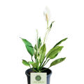 Peace Lilies - Live Plant, Indoor Plant. 
