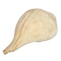 Sri Lankan Traditional Hakgediya Large size High tone හක්ගෙඩිය large sea mollusk shell and its trumpet sound can be heard at festivals and weddings and other auspicious occasions. 
