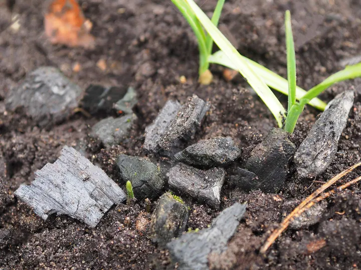 Wood%20Charcoal%20Orchids%20Organic%20Fertilizer%20Agriculture%20contains%20potassium%20carbonate%20Home%20Garden%20CS%20Agro%20-%20Image%207