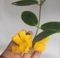 Yellow lipstick plant hanging plant. 
