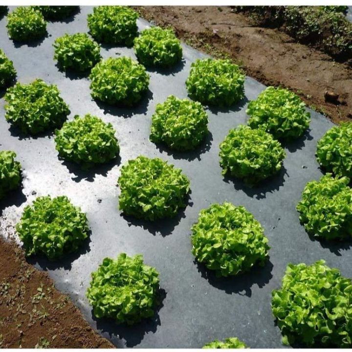 Agriculture%20Weed%20Control%20Mulching%20Sheet%20400m%20X%201.2m%20Bocking%20Sunlight%20and%20Preventing%20Weed%20Seeds%20from%20Germinating%20-%20Image%203