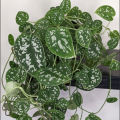 Money Plant / Silver Pothos/ Satin Pothos plant with black pot. 