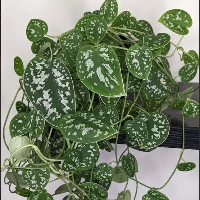 Money%20Plant%20/%20Silver%20Pothos/%20Satin%20Pothos%20plant%20with%20black%20pot%20-%20Image%207