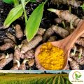 3 Turmeric Rhizomes/ plants බීජ කහ Kaha for Natural Organic Farming Vegetable, Fruit & flower Seed. 