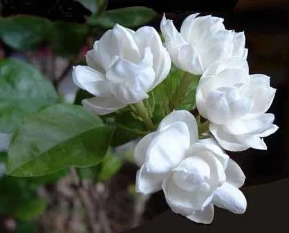 Rosa%20Pichcha%20Flower%20Plant%20-%20Image%202