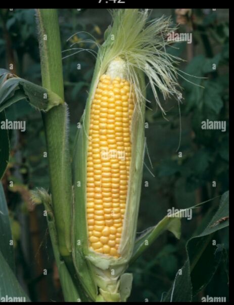 Bada%20Iringu/Corn%20Seeds%20For%20Home%20Garden%20-%20Image%205