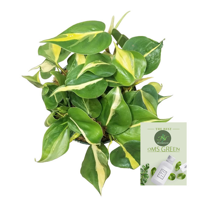 Live%20Money%20Plant%20-%20Heart%20Leaf%20with%20Black%20pot%20-%20Image%207