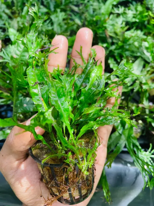 Windelov%20fern%20small%20size%7Clow%20tech%20%7C%20low%20maintain%20%7C%20low%20light%20-%20Image%207