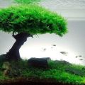 Java moss. 