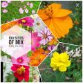 Canyon daisy of Atapethiya flowers 100 seeds pack of orange, pink , yellow colours for beautiful home garden. 