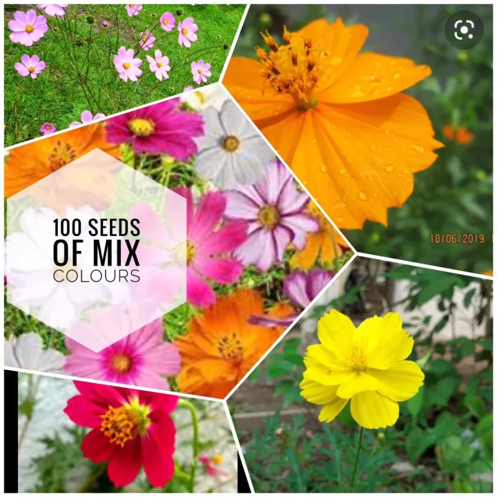 Canyon%20daisy%20of%20Atapethiya%20flowers%20100%20seeds%20pack%20of%20orange,%20pink%20,%20yellow%20colours%20for%20beautiful%20home%20garden%20-%20Image%203