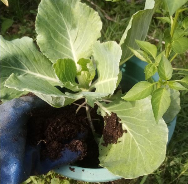 Potting%20Mixture%2015%20Kg%20Soil%20Mix%20Organic%20Fertilizers%20-%20Image%202