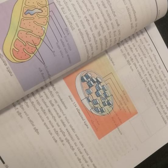 %E0%B6%A2%E0%B7%93%E0%B7%80%20%E0%B7%80%E0%B7%92%E0%B6%AF%E0%B7%8A%E2%80%8D%E0%B6%BA%E0%B7%8F%E0%B7%80%205-ii,6,7,8,9,10%20%20(AIO)%20%E0%B7%80%E0%B6%BB%E0%B7%8A%E0%B6%AB%20%E0%B6%B8%E0%B7%94%E0%B6%AF%E0%B7%8A%E2%80%8D%E0%B6%BB%E0%B6%AB%E0%B6%BA%20Advanced%20level%20biology%20resource%20book%20(All%20in%20One)%20color%20grade%2013%20-%20sinhala%20medium%20-%20Image%203