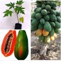 Papaya  Red Lady Seeds  60seeds Gardening Agriculture Home Papol Onesh Seed. 
