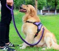 Big Pet Dedicated Dog Leash And Collar Strands Plaited Rope Dogs Collars Leashes Chain Strong For Large Dogs Animals. 