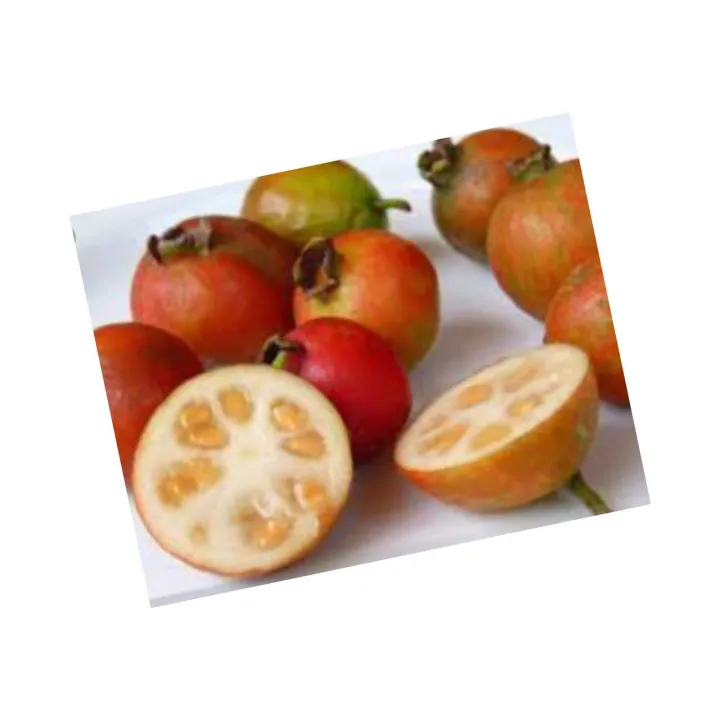 Jam%20Pera%20Plants,Natural%20Guava%20Plants,Live%20Jam%20Guava%20Plants,Natural%20Fruits%20Plants%20-%20Image%203