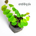 Gaja Madara ගජ මදාරා medical plant. 