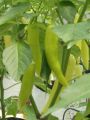 Capsicum MURIA 358 F1 Seeds, Malu Miris Home Gardening Agriculture. 