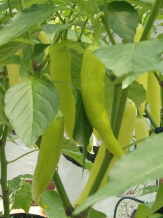 Capsicum%20MURIA%20358%20F1%20Seeds,%20Malu%20Miris%2025%20Seeds%20Home%20Gardening%20Agriculture%20-%20Image%206