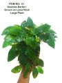 Anubias Barteri,  One Large Bush Naturally Grown on a  Seiryu Rock . Real Pictures are Attached. 