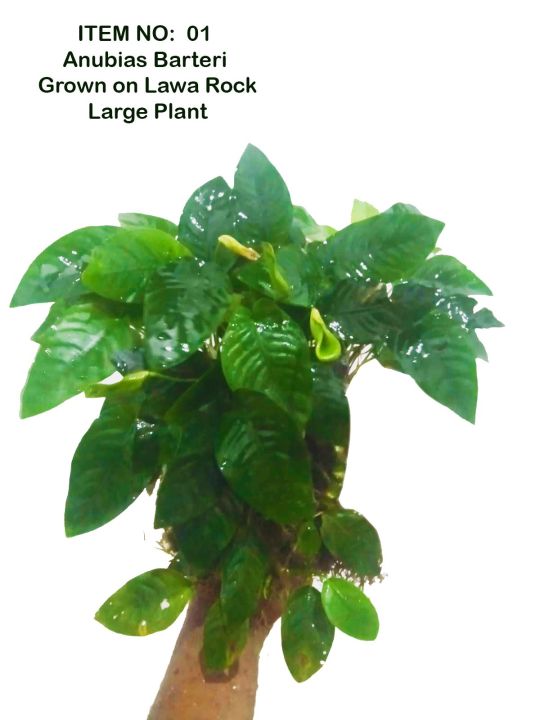 Anubias Barteri,  One Large Bush Naturally Grown on a  Seiryu Rock . Real Pictures are Attached