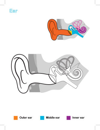 Children%20Activity%20Colouring%20Books%20Biology%20%20Human%20Organs%20-%20Image%203