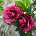 [High Germination] Mixed Camellia Seed Bonsai Seeds for Planting Flowers (15pcs/pack) Camellia Garden Flower Plant Seed Potted Ornamental Flowering Live Plants Seeds Indoor Outdoor Real Air Plant Gardening Flower Seeds Easy To Grow In Malaysia Benih Pok. 