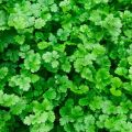 Coriander Seeds Koththamalli Gardening Agriculture Home plant seed. 