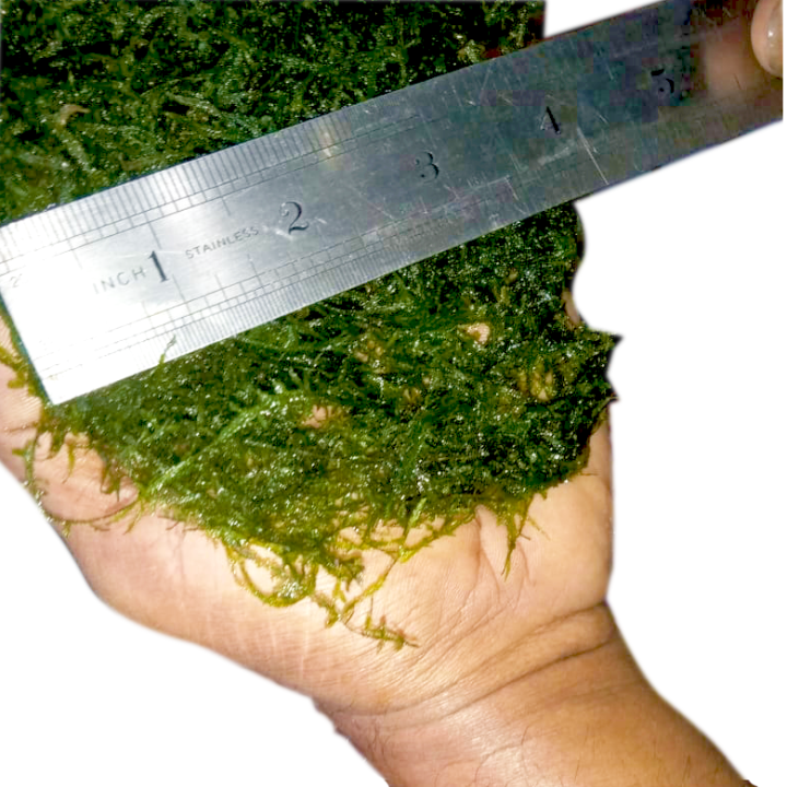 Java%20moss%20-%20Image%206