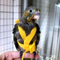 BETOP Adjustable Pet Parrot Harness Leash Anti-Bite Outdoor Flying Training Rope for Small Medium Parrot Macaw Cockatiel Budgie Strap Bird Supplies. 