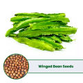Winged Bean Seeds 0.3g - High Qaulity Home Garden Seeds. 