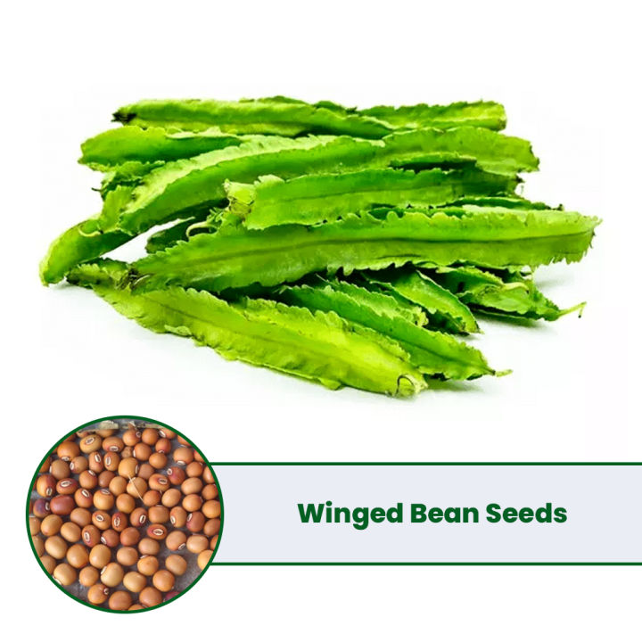Winged Bean Seeds 0.3g - High Qaulity Home Garden Seeds