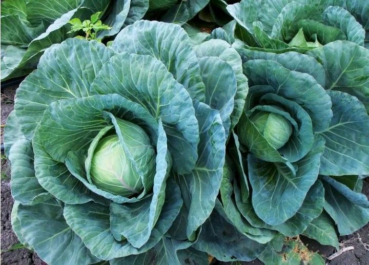 Gedi%20Gova/Cabbage%20Seeds%20For%20Home%20Garden%20-%20Image%202