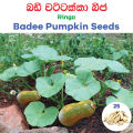 Badee Pumpkin Seed Ringo wattakka Beeja 25seeds Home Gardening Grow Agriculture Plant. 