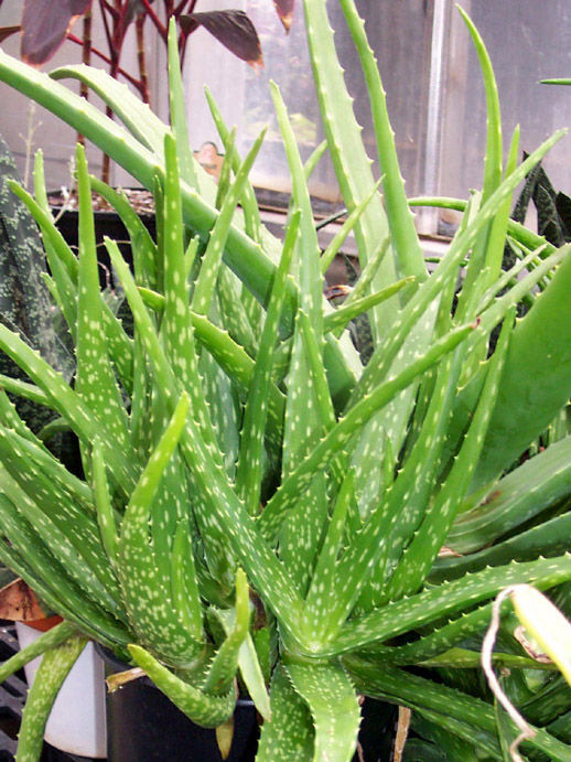 Aloe Vera Plant